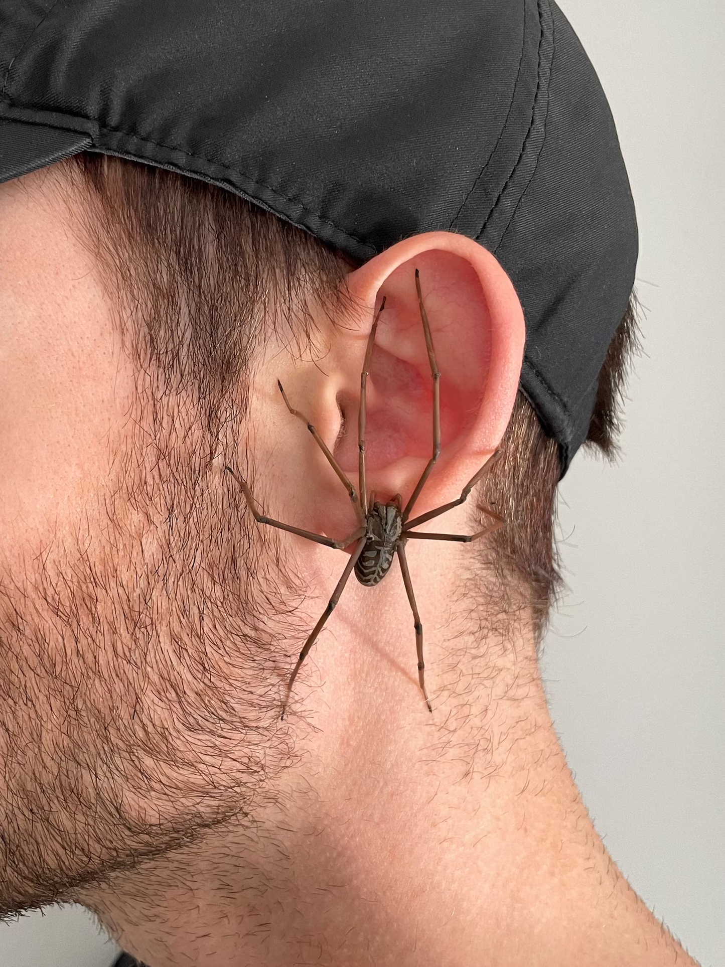 Spider Earring